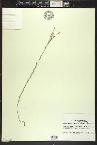 Linum sulcatum var. sulcatum image