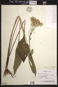 Arnoglossum plantagineum image