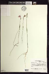 Pogonia ophioglossoides image