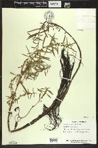 Ludwigia polycarpa image