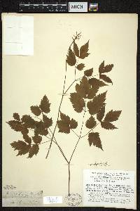 Actaea pachypoda image