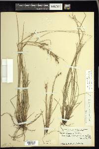 Carex swanii image