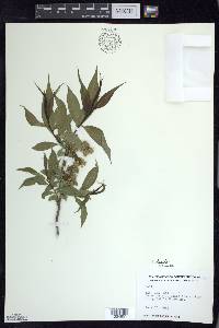 Salix lucida image