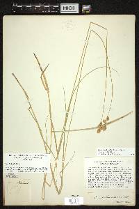 Carex bicknellii image