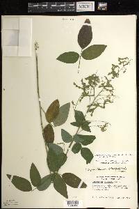 Desmodium perplexum image