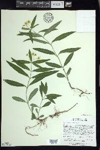 Lysimachia lanceolata image