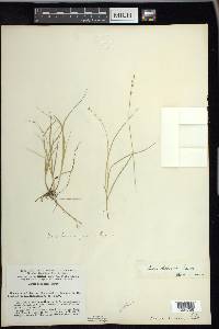 Carex disperma image