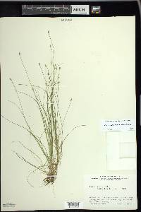 Carex leptalea subsp. leptalea image