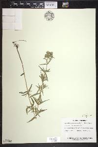 Pycnanthemum virginianum image