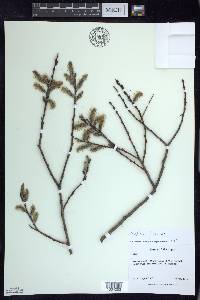 Salix sericea image