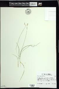 Carex disperma image