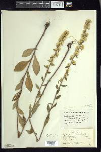 Solidago hispida image