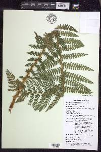 Polystichum braunii image