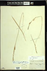 Carex conoidea image