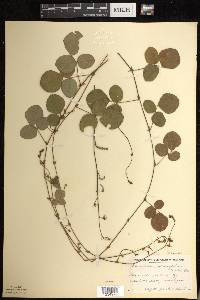 Desmodium rotundifolium image