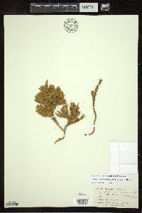 Dendrolycopodium dendroideum image