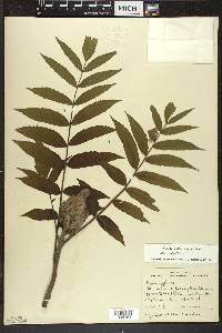 Rhus typhina image