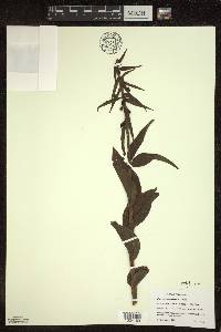 Epipactis helleborine image