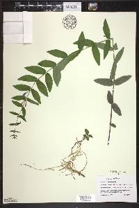 Scutellaria galericulata image