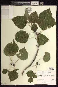 Populus × smithii image