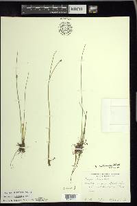 Eleocharis erythropoda image