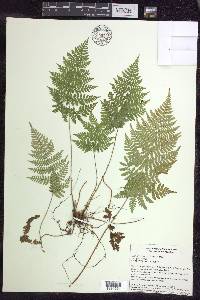 Dryopteris × triploidea image