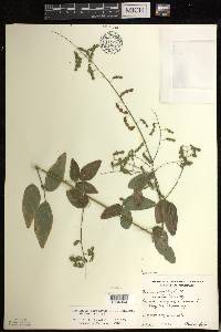 Desmodium perplexum image