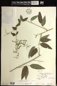 Desmodium perplexum image