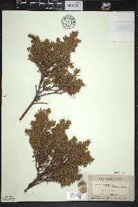 Juniperus communis var. depressa image