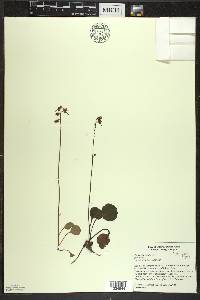 Pyrola chlorantha image