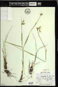 Eriophorum viridicarinatum image