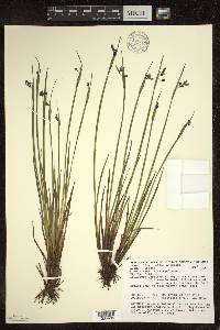 Sisyrinchium montanum image