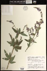 Desmodium canadense image