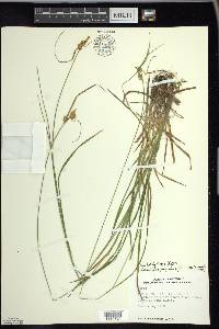 Carex flava image