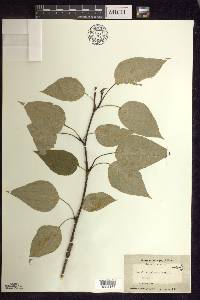 Populus balsamifera image