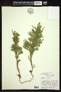 Dendrolycopodium dendroideum image