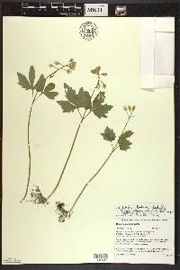 Cardamine diphylla image