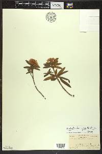 Rhododendron groenlandicum image