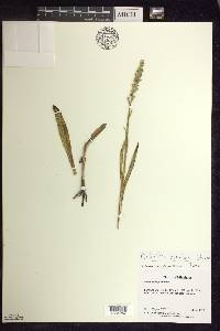 Platanthera aquilonis image