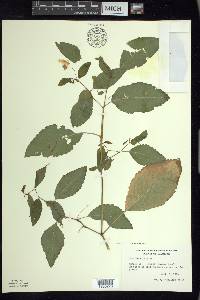 Impatiens pallida image