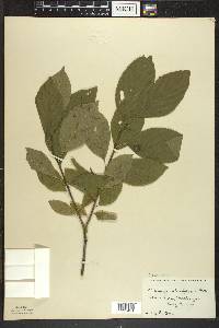 Rhamnus alnifolia image