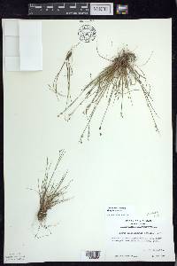 Juncus brevicaudatus image