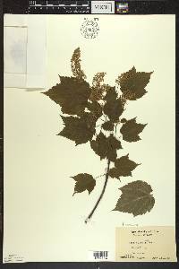 Acer spicatum image