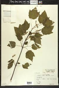 Acer spicatum image