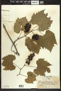 Vitis riparia image