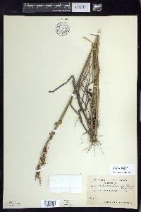 Juncus brevicaudatus image