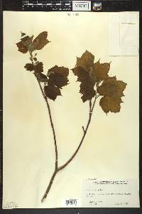 Acer spicatum image