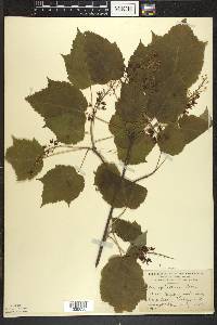 Acer spicatum image