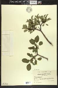 Rhamnus cathartica image