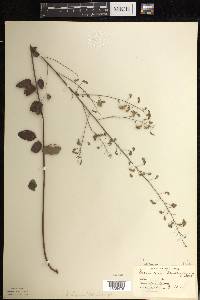 Desmodium marilandicum image